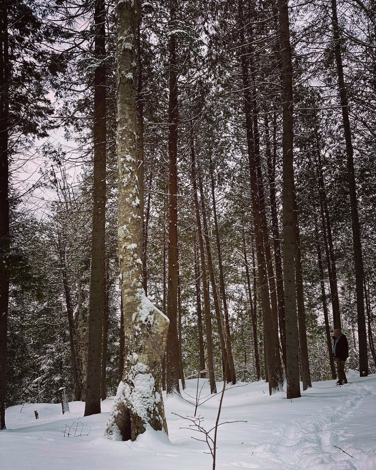 Vue forêt