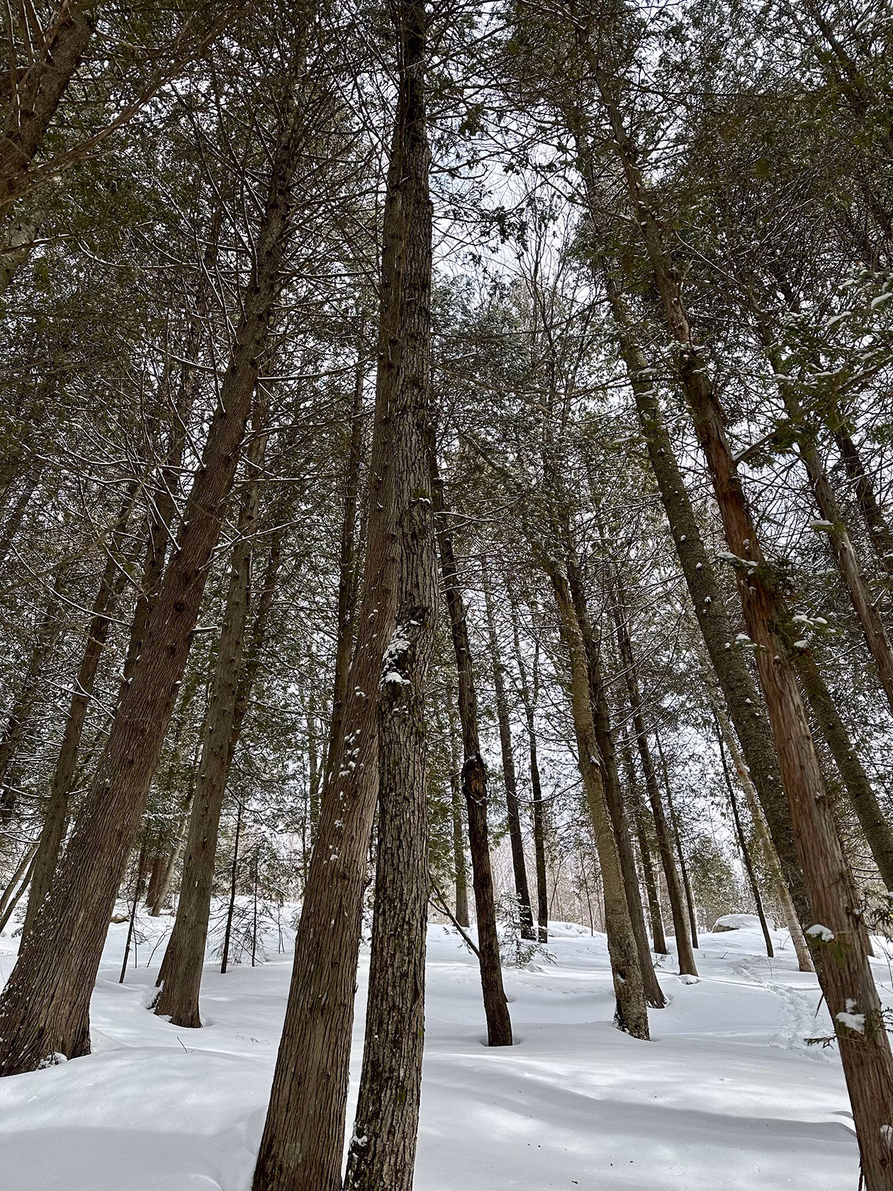 Forêt